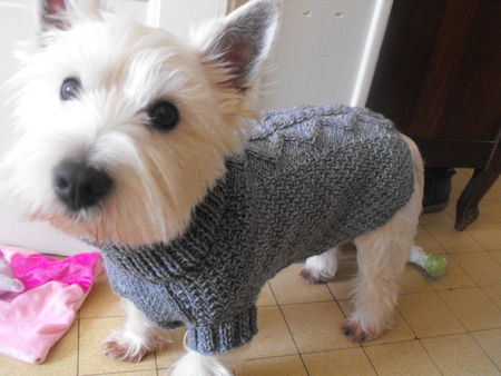 tricot manteau chien gratuit