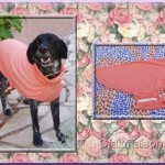 patron couture pour chien gratuit