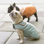 patron couture gratuit manteau pour chien